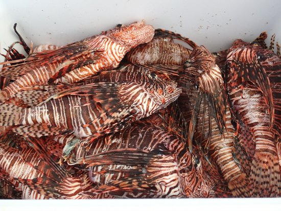 Top 15 lionfish hunting tips