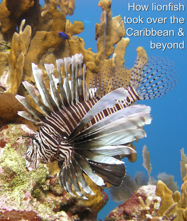 We spotted our first lionfish on the East End of Grand Cayman, where I live, in September 2009. 24 years prior to that in 1985 the first lionfish was spotted off of Dania Beach in Florida.