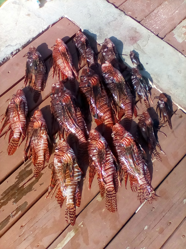You too can catch this many lionfish, with my top 15 hunting tips!