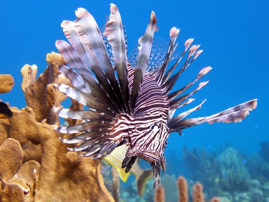 Lionfish invasion. How they took over the Caribbean and beyond