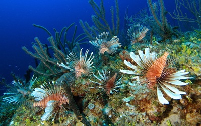 Lionfish invasion. How they took over the Caribbean and beyond.
