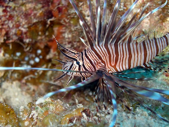 Lionfish sting first aid and treatment