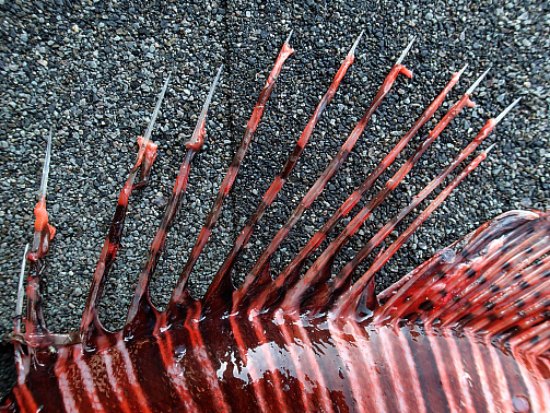 Lionfish stings - first aid and treatment