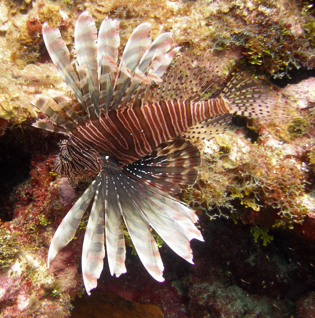 Here's a beautiful lionfish just before I killed it. Sorry in the Caribbean they are a truly terrible invasive problem. I've now killed over TEN THOUSAND.