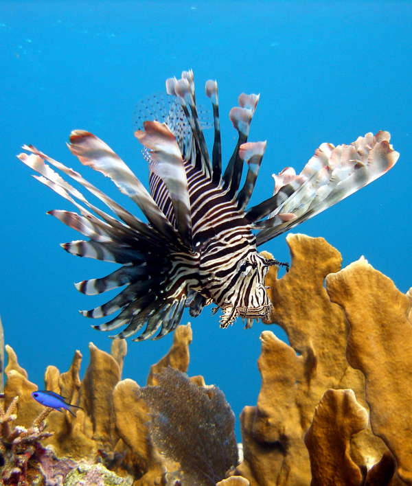 Are lionfish poisonous?