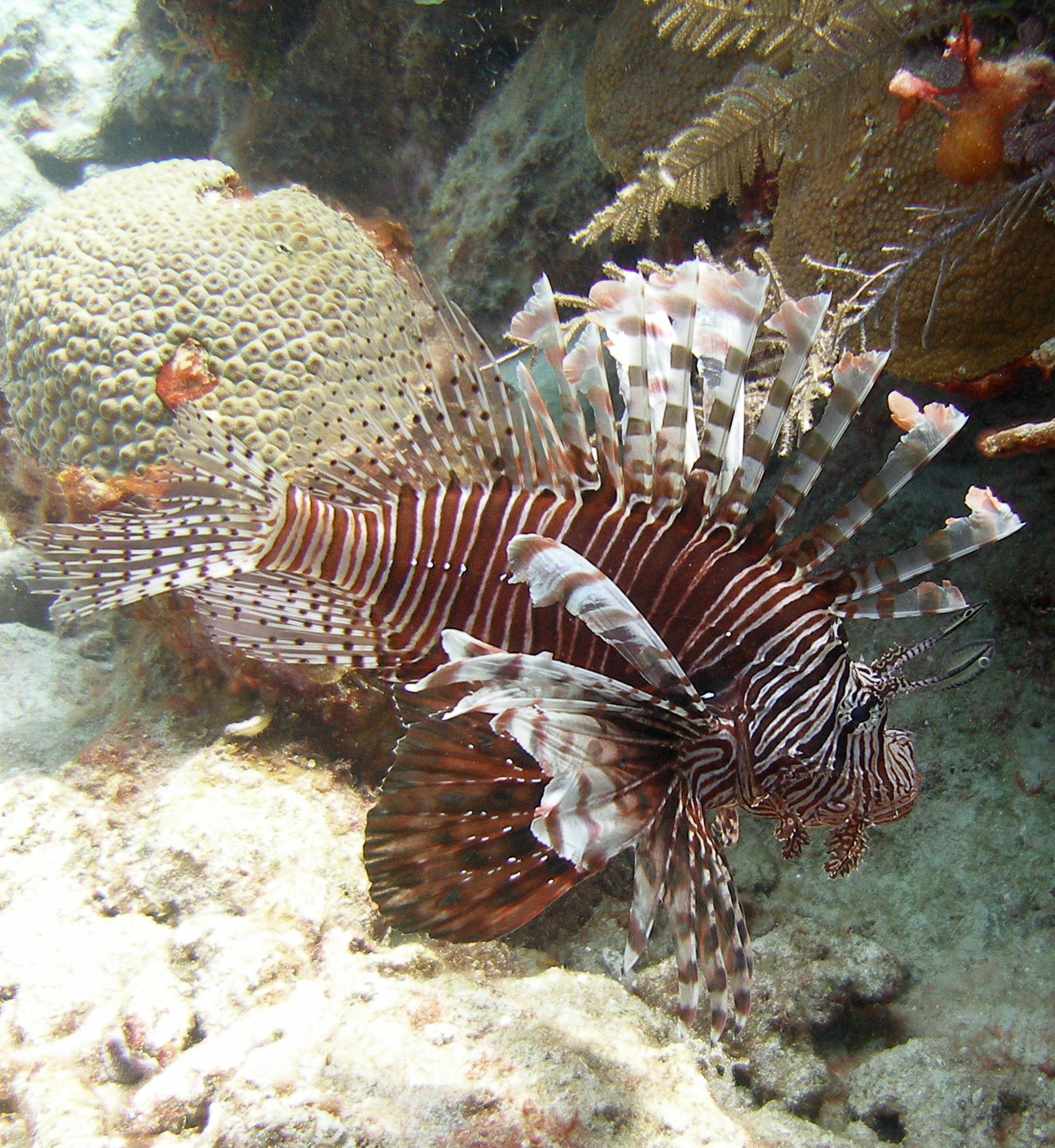 Local intervention is critical in culling lionfish.