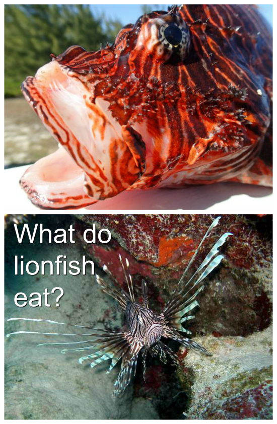 So what do lionfish eat? Very sadly they are voracious predators and can eat an enormous number of different marine creatures. Pretty much they will eat anything they can get in their mouth - about half the length of their body.