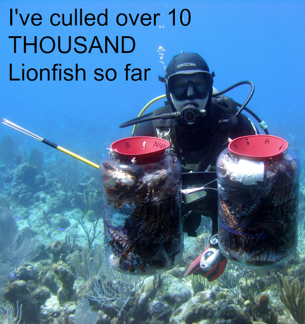 I've culled over 10 THOUSAND lionfish meaning one of the most important things to eat this INVASIVE fish is Caymanians!