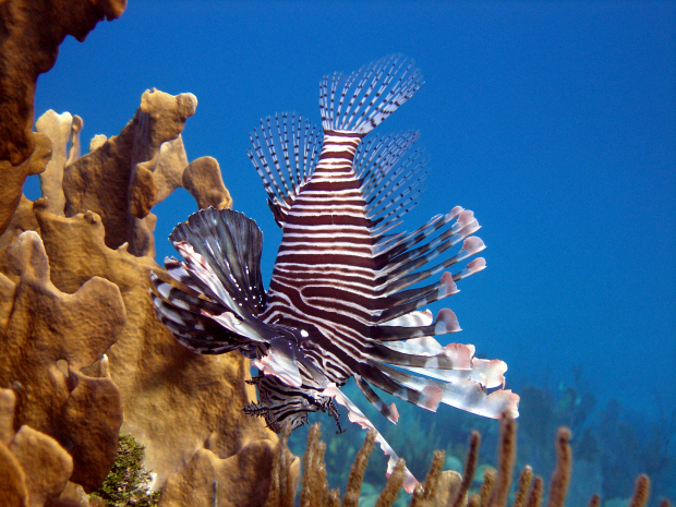 How long can lionfish live? The simple answer is around 5 to 15 years and actually longer in captivity.