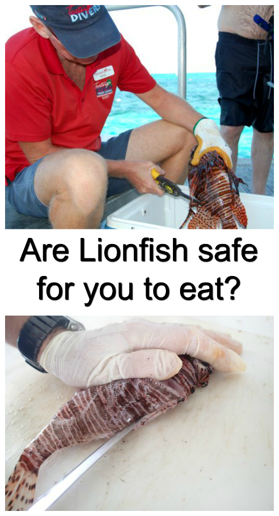 Lionfish are venomous, so some people are concerned that they may not be safe to eat. This article explains why they are not only totally safe to eat but also delicious.