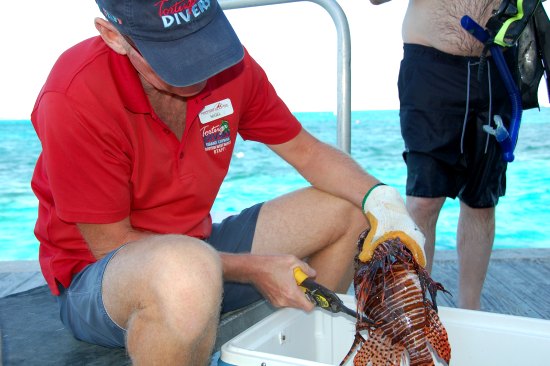 Are lionfish safe to eat? Cleaning the day's catch on the dock after our lionfish hunt.