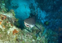 Reef sharks may be catching on to hunting lionfish