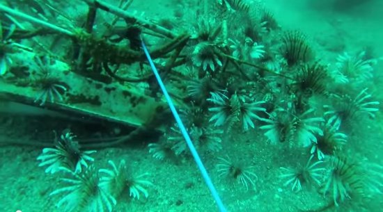 How many lionfish in one area?