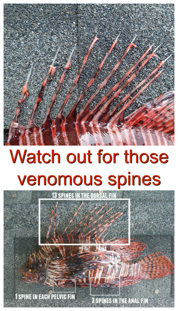 It is said by those who know personally, that it really is not very nice at all to be stung by a lionfish. I have seen a number of my colleagues get stung and they were in agony. Their faces were contorted in pain.