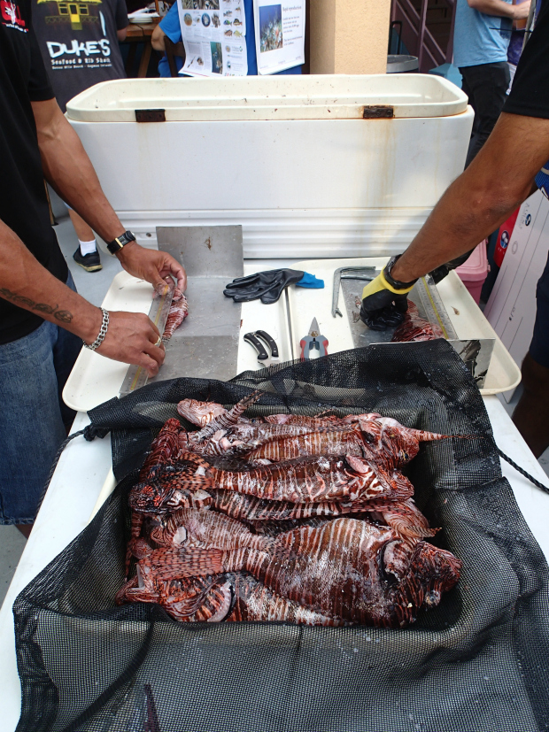 Grand Cayman's lionfish culling competition February 2016.